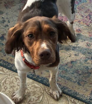 Rescue Brittany Spaniel Dogs for Adoption in Baldwinsville, New York - ME/Penny | PetCurious