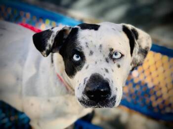 Rescue Pit Bull Terrier and Dalmatian Dogs for Adoption in Orlando, Florida - EDDY | PetCurious