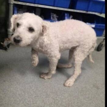 Bichon Frise and Mixed Breed Dogs Available for Adoption in Baton Rouge, Louisiana - Mitzy | PetCurious