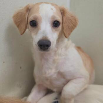 Moly - Chino Hills Location -  Spaniel and Mixed Breed Dog for Adoption in Chino Hills, California - Moly - Chino Hills Location | PetCurious