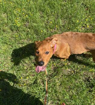 Rescue Mixed Breed Dogs for Adoption in Houston, Texas - Cheddar | PetCurious