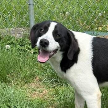 Hound and Beagle Dogs Available for Adoption in Bardstown, Kentucky - Stewie | PetCurious