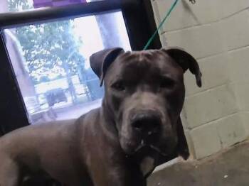 Pit Bull Terrier Dogs Available for Adoption in Tulsa, Oklahoma - DOMINO | PetCurious