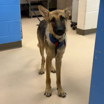 Stu -  German Shepherd Dog Dog for Adoption in Pine Bluff, Arkansas - Stu | PetCurious