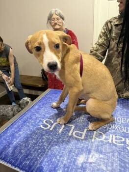 Terrier and Chihuahua Dogs Available for Adoption in Corning, Arkansas - Polites | PetCurious