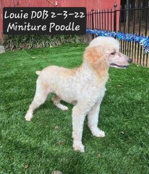 Louie -  Poodle Dog for Adoption in York, South Carolina - Louie | PetCurious