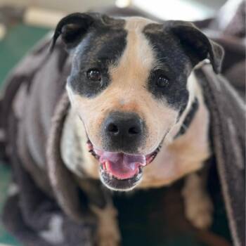 Hattie -  Pit Bull Terrier and Mixed Breed Dog for Adoption in Kanab, Utah - Hattie | PetCurious
