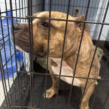0821-D26 -  Mixed Breed Dog for Adoption in Port Charlotte, Florida - 0821-D26 | PetCurious