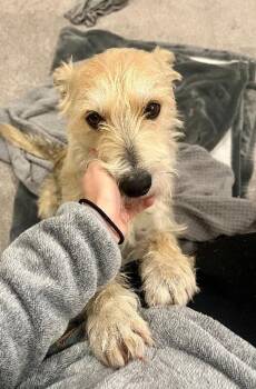 West Highland White Terrier Westie and Mixed Breed Dogs Available for Adoption - King Gizzard | PetCurious