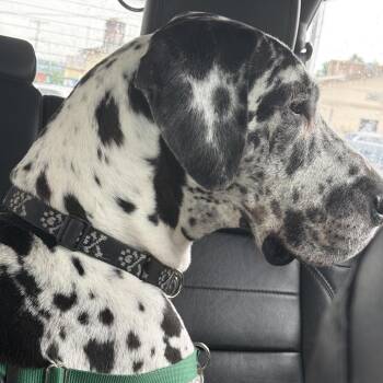 Maeve -  Great Dane Dog for Adoption in Sinking Spring, Pennsylvania - Maeve | PetCurious