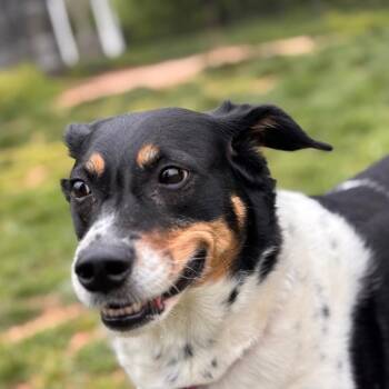 Mixed Breed Dogs Available for Adoption in York, Pennsylvania - Zoey | PetCurious