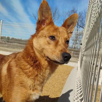 Mixed Breed Dogs Available for Adoption - Biscuit | PetCurious