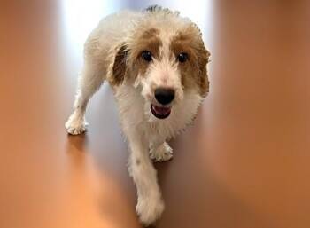 Poodle and Mixed Breed Dogs Available for Adoption in Fort Lauderdale, Florida - OLIVER | PetCurious