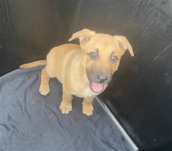 BROWNY -  Mixed Breed Dog for Adoption in Dallas, Texas - BROWNY | PetCurious
