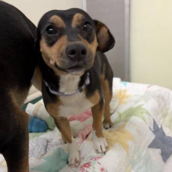 Beagle and Dachshund Dogs Available for Adoption in Pekin, Illinois - Barbara | PetCurious