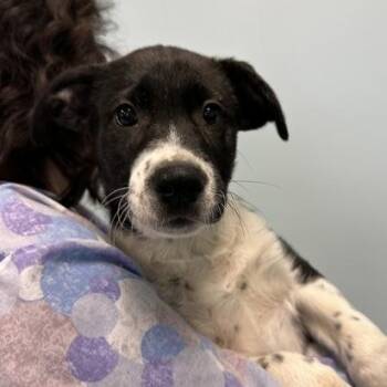 Mixed Breed Dogs Available for Adoption - Bingo | PetCurious