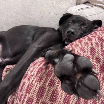 Mixed Breed Dogs Available for Adoption - Oliver | PetCurious