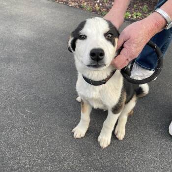 Whataburger -  Mixed Breed Dog for Adoption in Tacoma, Washington - Whataburger | PetCurious