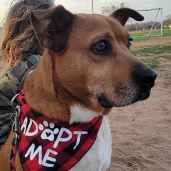 Black Mouth Cur Dogs Available for Adoption - Daisy | PetCurious