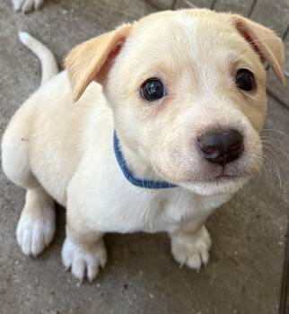 KENZO -  Chihuahua and Jack Russell Terrier Dog for Adoption in Mobile, Alabama - KENZO | PetCurious