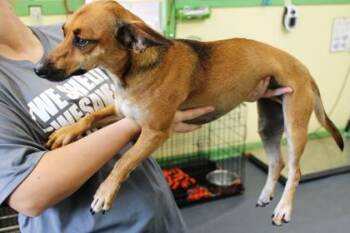 Chihuahua and Terrier Dogs Available for Adoption in Picayune, Mississippi - Maggie | PetCurious