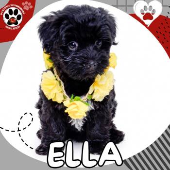 ELLA -  Havanese Dog for Adoption in Foxfield, Colorado - ELLA | PetCurious