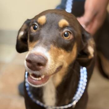 FWT Beth (Willow) -  Doberman Pinscher and Mixed Breed Dog for Adoption in Midland, Texas - FWT Beth (Willow) | PetCurious