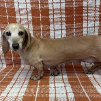 Josie -  Dachshund Dog for Adoption in Benld, Illinois - Josie | PetCurious