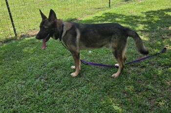 Kalin -  German Shepherd Dog Dog for Adoption in Rome, Georgia - Kalin | PetCurious