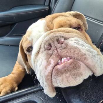 Debo -  English Bulldog Dog for Adoption in Huber Heights, Ohio - Debo | PetCurious