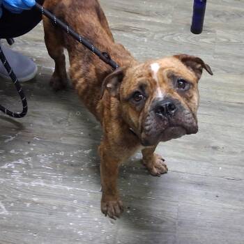 Selina -  Mixed Breed Dog for Adoption in Summerville, South Carolina - Selina | PetCurious