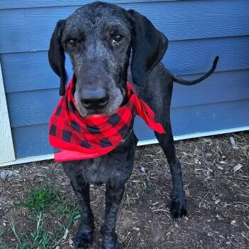 FOSTER NEEDED - Jonathan -  Standard Poodle Dog for Adoption - FOSTER NEEDED - Jonathan | PetCurious