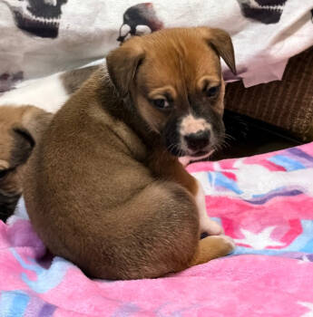 Rescue Shepherd and Mixed Breed Dogs for Adoption in Warr Acres, Oklahoma - Lester | PetCurious