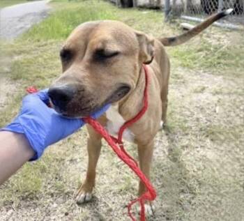 A658476 -  Pit Bull Terrier Dog for Adoption in Houston, Texas - A658476 | PetCurious