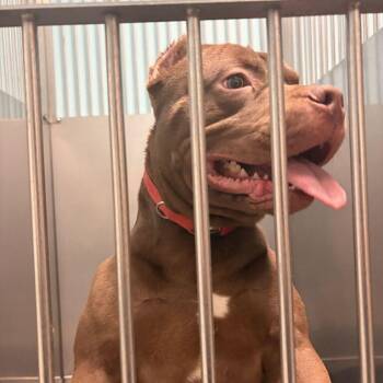 Buckeye -  Mixed Breed Dog for Adoption in Davenport, Iowa - Buckeye | PetCurious