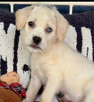 Labrador Retriever Dogs Available for Adoption in Washington, District Of Columbia - Babe Nico | PetCurious