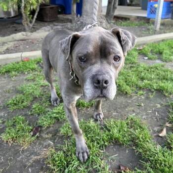 Pit Bull Terrier Dogs Available for Adoption - KAIA | PetCurious