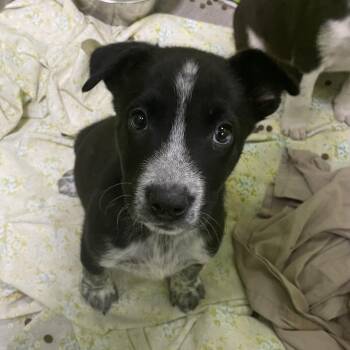Cattle Dog and Mixed Breed Dogs Available for Adoption - Noodle | PetCurious