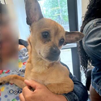 Mixed Breed Dogs Available for Adoption in Philadelphia, Pennsylvania - Boss | PetCurious