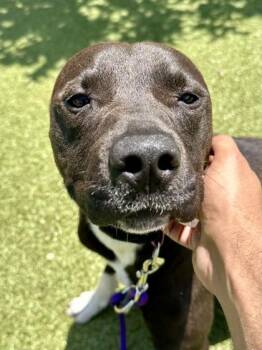 Vaughn -  Mixed Breed Dog Available for Adoption in Wichita, Kansas - Vaughn | PetCurious