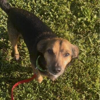 Oscar -  Terrier and Mixed Breed Dog for Adoption in Marysville, Ohio - Oscar | PetCurious