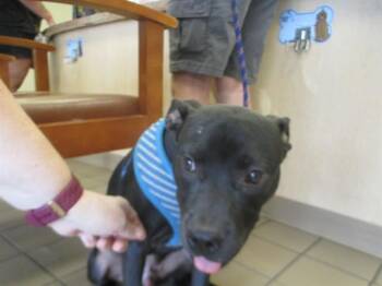 Pit Bull Terrier Dogs Available for Adoption in Ocala, Florida - A380901 | PetCurious