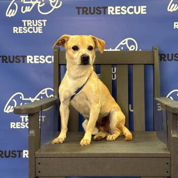 Terrier Dogs Available for Adoption in Waterford, New Jersey - CRUMPET | PetCurious