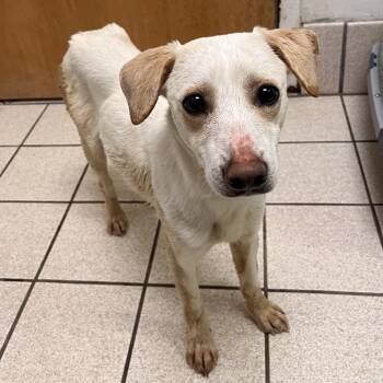 Mixed Breed Dogs Available for Adoption in Charleston, West Virginia - Twig | PetCurious