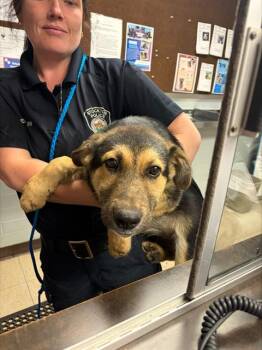 ZOIDBERG -  German Shepherd Dog Dog for Adoption in Stockton, California - ZOIDBERG | PetCurious