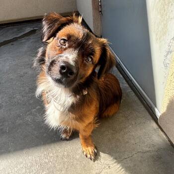 Fireball -  Cardigan Welsh Corgi and Mixed Breed Dog for Adoption in Parkersburg, West Virginia - Fireball | PetCurious