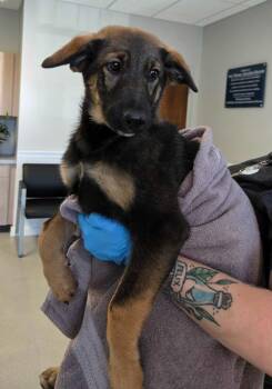 DeeDee -  German Shepherd Dog and Border Collie Dog for Adoption in Chillicothe, Ohio - DeeDee | PetCurious