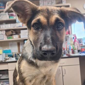 Carrie -  German Shepherd Dog Dog for Adoption in Flagstaff, Arizona - Carrie | PetCurious