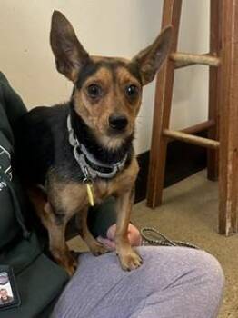 Scooter Pie -  Chihuahua Dog for Adoption in Cleveland, Ohio - Scooter Pie | PetCurious
