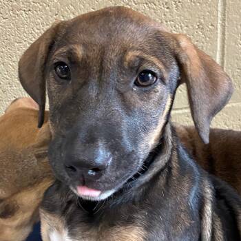 Sage -  Hound Dog for Adoption in Bronson, Florida - Sage | PetCurious